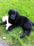Tommy lekker in de tuin, ruim 8 weken oud.